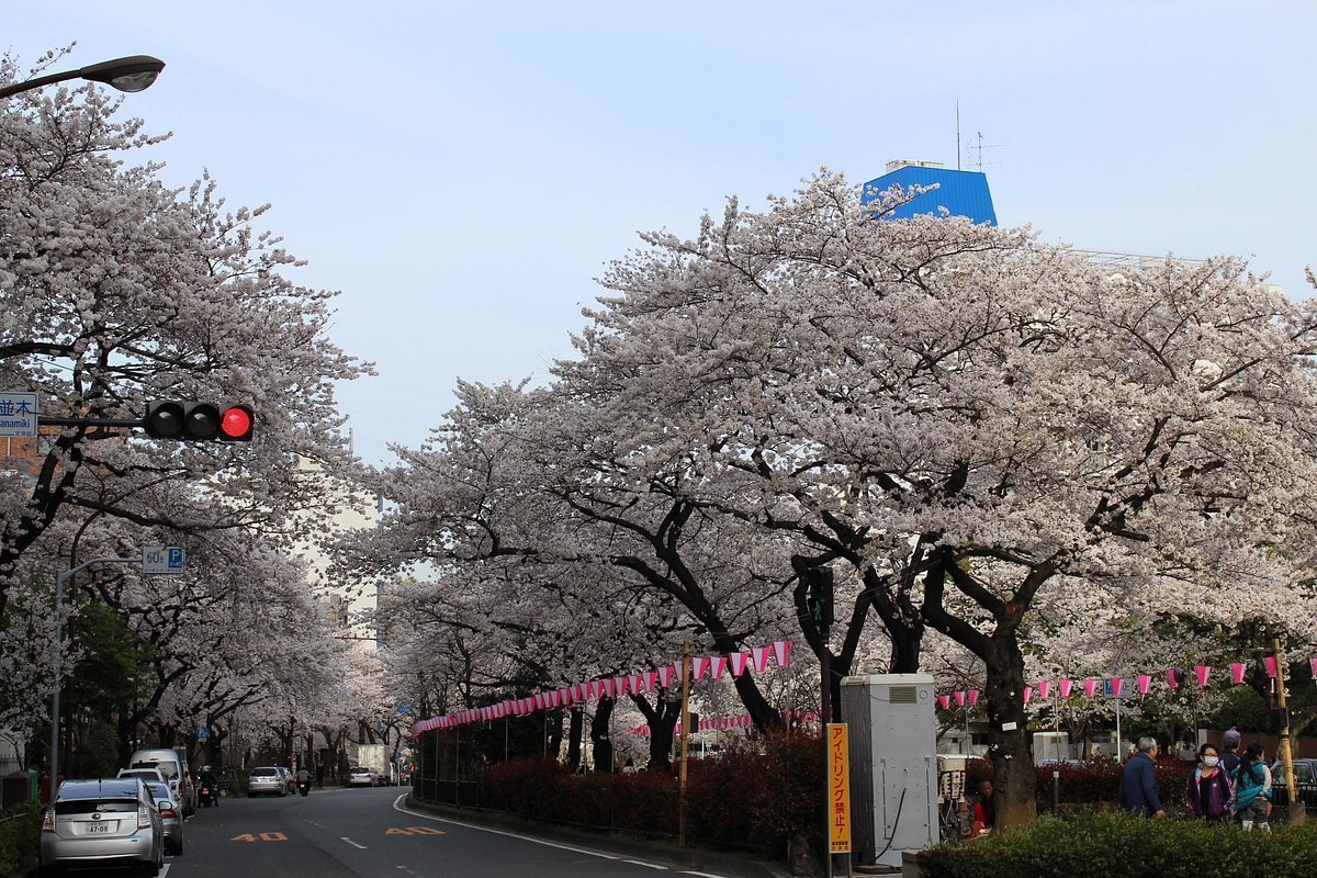 🌸 하리마자카 벚나무 가로수(하리마자카 사쿠라나미키) 이미지 3